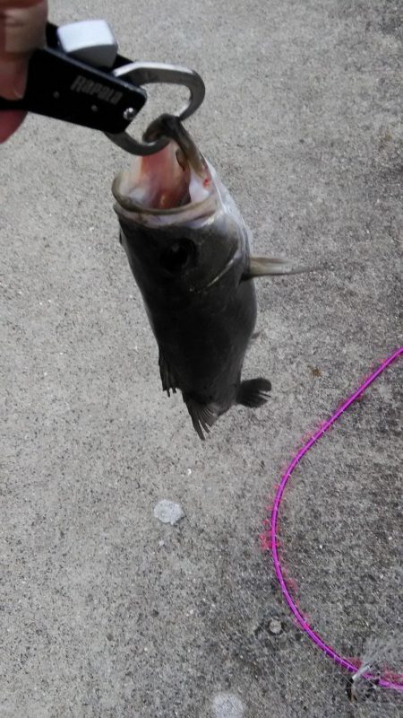 今日のシーバス