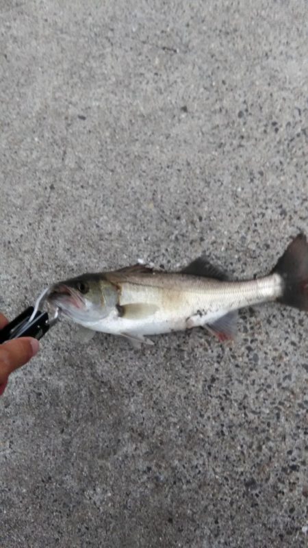 ｾｲｺﾞクラスのみ