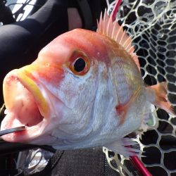 マイカヤック　レンコダイ