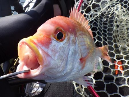 マイカヤック　レンコダイ