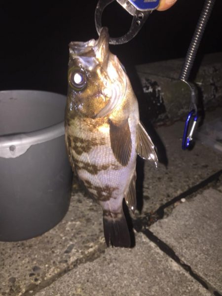 ワームでメバル、底攻めでハゼ