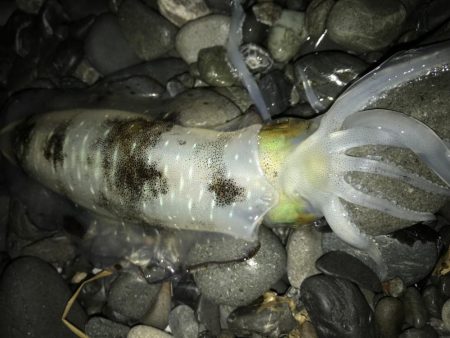 石津浜でアオリイカエギングしかしサイズに恵…