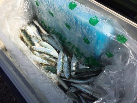サビキでイワシ爆釣☆