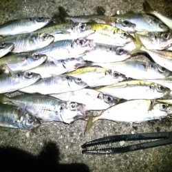 アミパターン　アジング