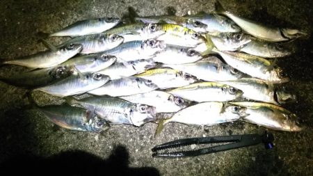 アミパターン　アジング