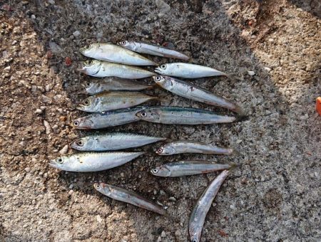 子供とサビキを楽しめました