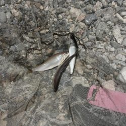 追い気なし・・・