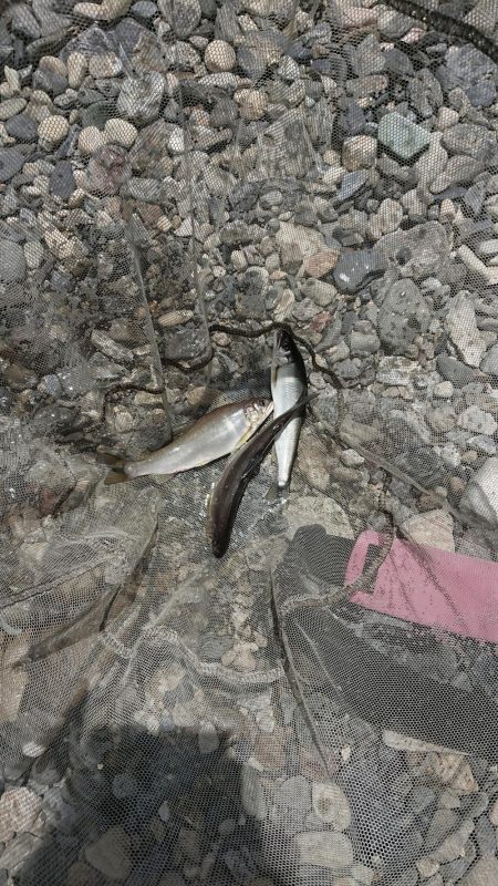 追い気なし・・・