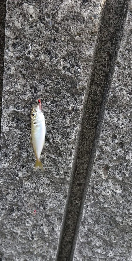 サビキでは釣れる