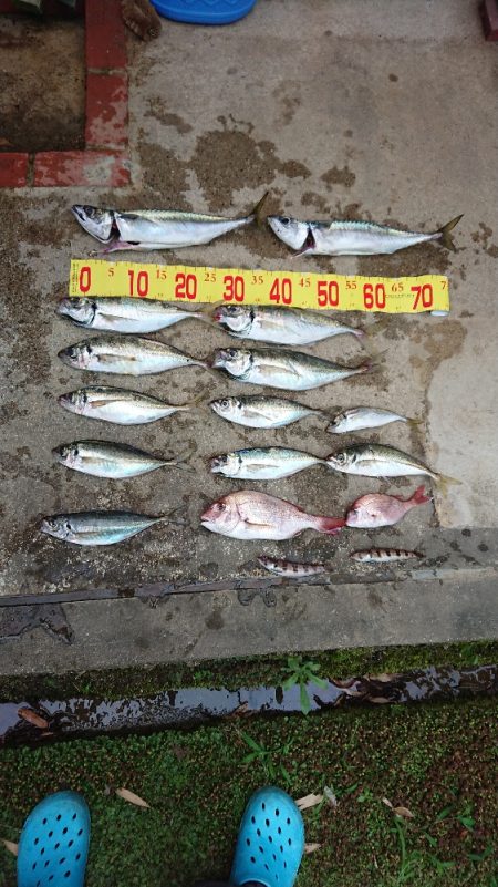 大アジ五目釣行(泉州丸)