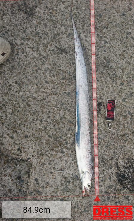 今年の初太刀魚