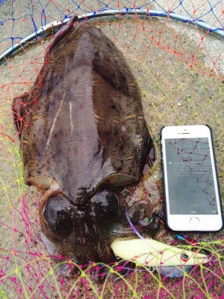 タコエギでイカ