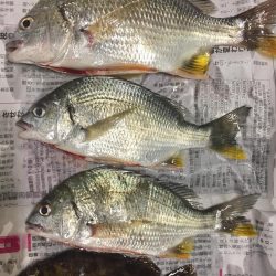 キビレとタッケー