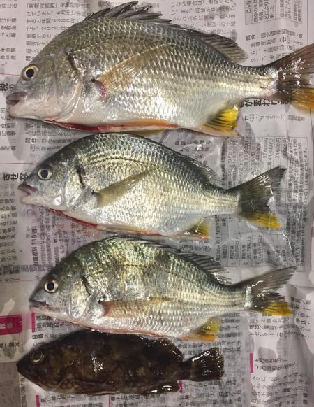 キビレとタッケー