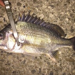 アジングなのにアジ釣れん！