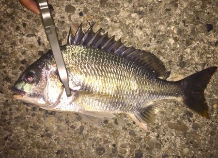 アジングなのにアジ釣れん！