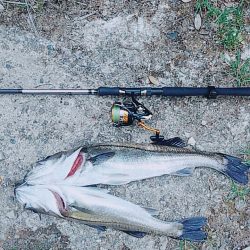 久しぶりのシーバス