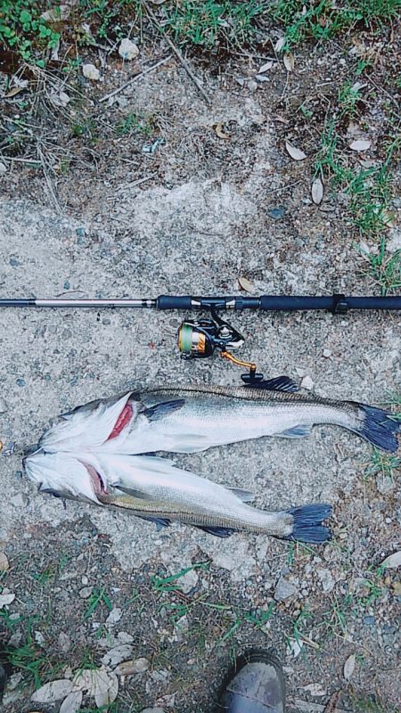 久しぶりのシーバス