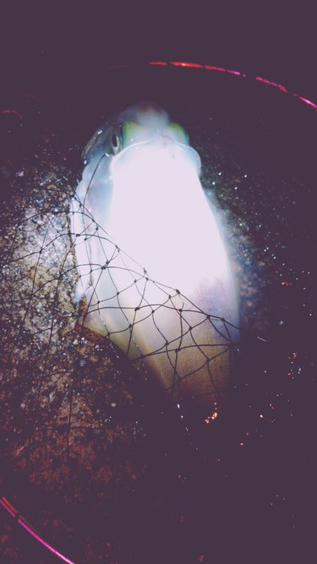 今年の 初アオリ