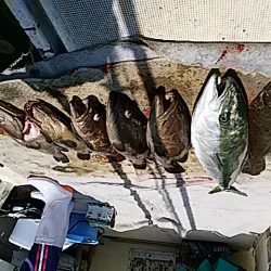 大物釣果速報!●光義丸:平戸市早福港