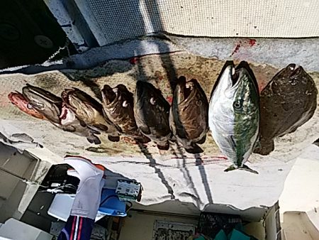 大物釣果速報!●光義丸:平戸市早福港