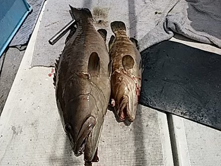 大物釣果速報！●光義丸：平戸市早福港