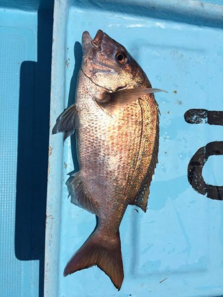 ボートフィッシング