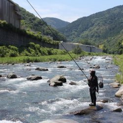 狩野川(狩野川漁業協同組合) 釣果