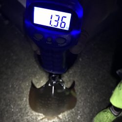 中紀で梅雨のキロアップアオリイカ