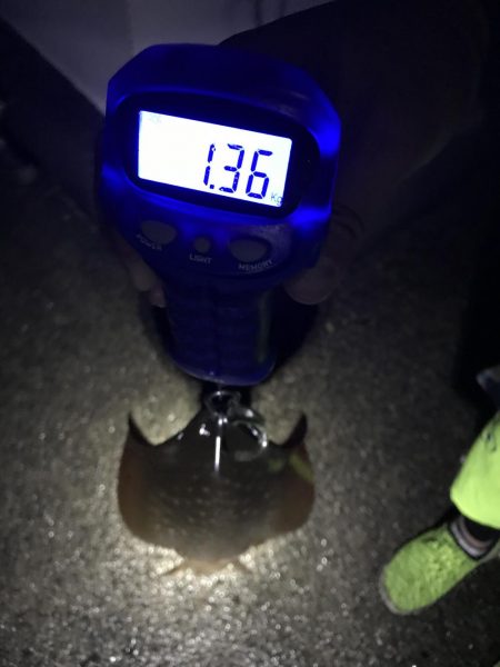 中紀で梅雨のキロアップアオリイカ