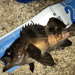 会社帰りプチメバル