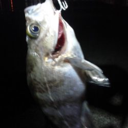 エラがかり、ボラばかり