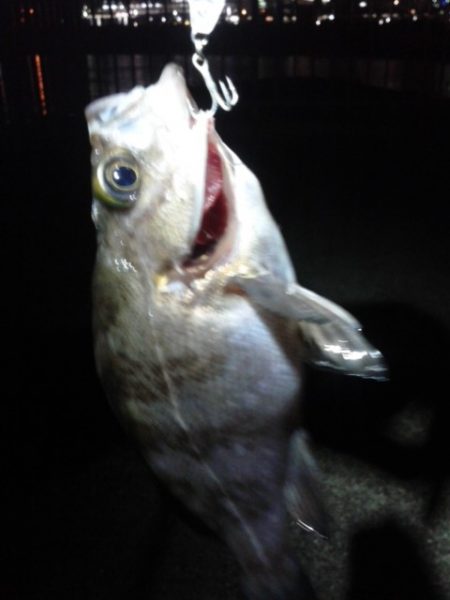 エラがかり、ボラばかり