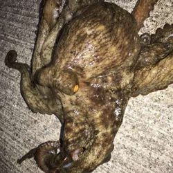 キス釣りでまさかの・・・