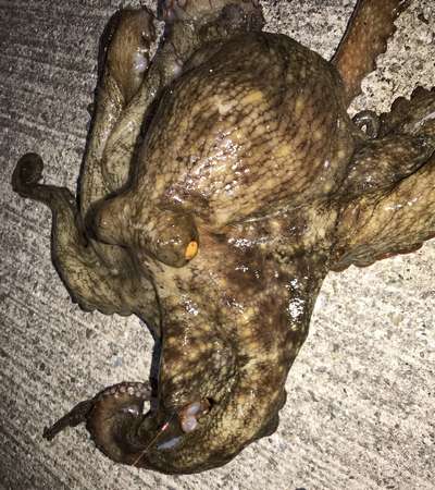 キス釣りでまさかの・・・