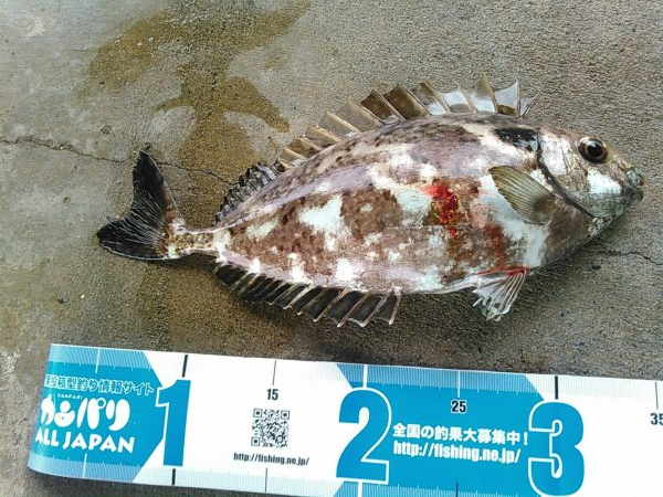 弁天島 エサ釣り