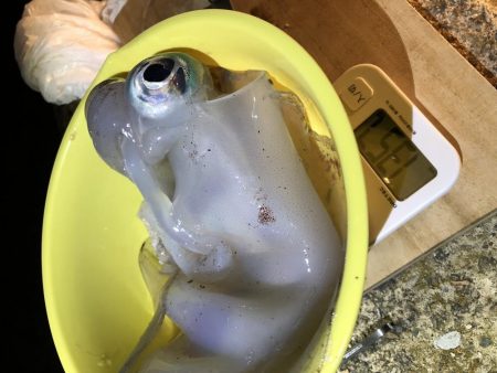 人生初アオリイカ！