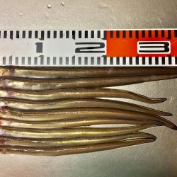 今日は良く当たりがあった