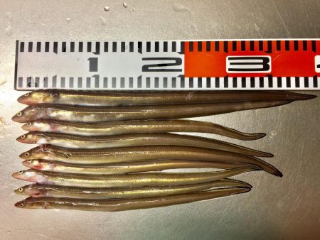 今日は良く当たりがあった