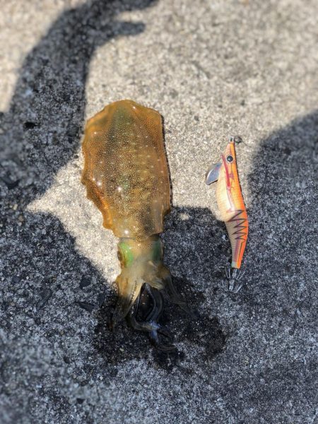 本間に春烏賊か？