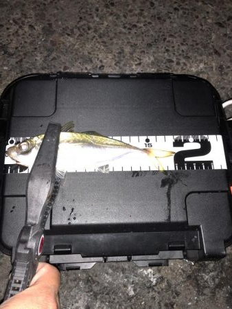 夜中まで粘る！