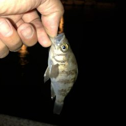 地震後のライトゲーム