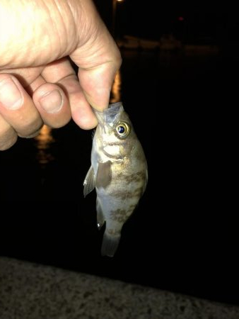 地震後のライトゲーム