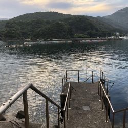 サビキでアジ！