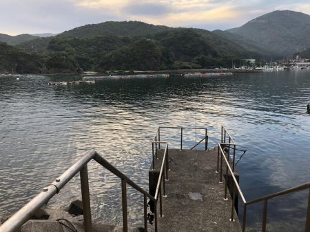 サビキでアジ！