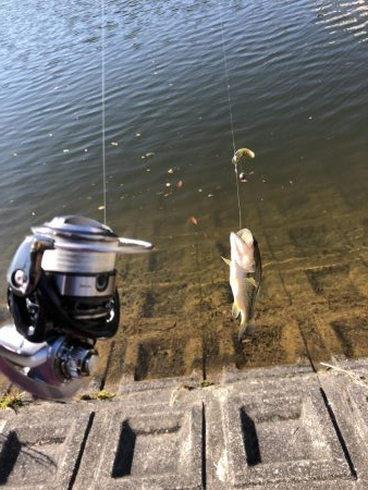 デカバスばらす。、