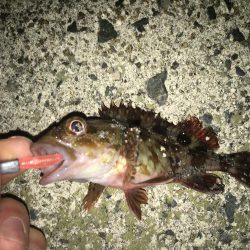 相手はガッシーのみ