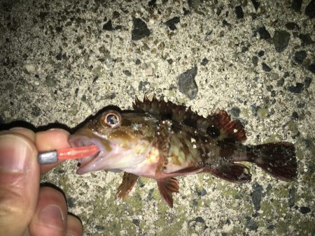 相手はガッシーのみ