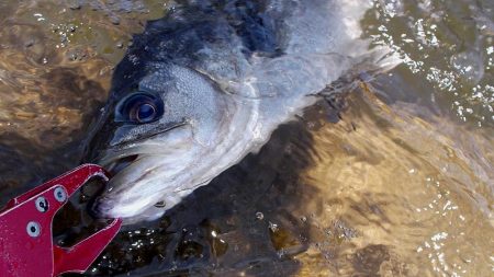 甲子園浜　サイズアップ　４本