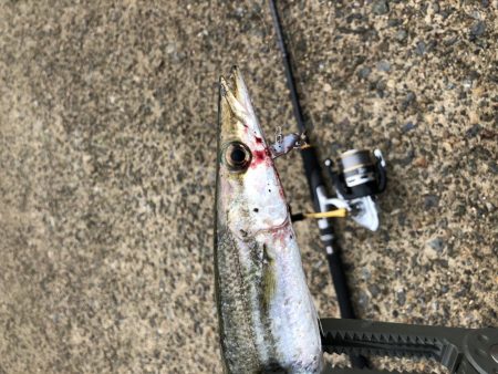 初釣行でカマス